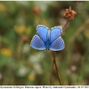 polyom bellargus imago22 kher